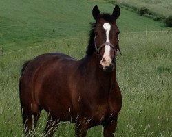 broodmare Durella (German Riding Pony, 1994, from Durello)