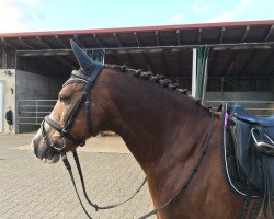 Zuchtstute Schwedenlindes Katelyn (Welsh-Cob (Sek. D), 2001, von Trouble)