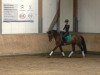 dressage horse Prima Marina (Westphalian, 2009, from Peking)