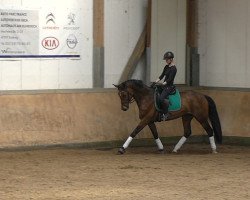 dressage horse Prima Marina (Westphalian, 2009, from Peking)