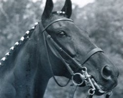 horse Bonheur xx (Thoroughbred, 1955, from Colonel O'F xx)