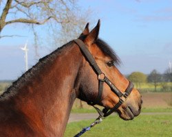 dressage horse Bonita (Lewitzer, 2004, from Bbc)