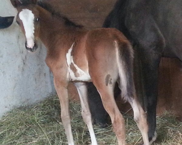 jumper Galvanik (Trakehner, 2015, from Berlusconi)