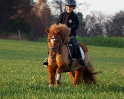 dressage horse Fee FH (unknown, 2004)