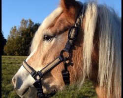 Zuchtstute St. Onyx de la Née (Haflinger, 2006, von El.H. Notting Hill)