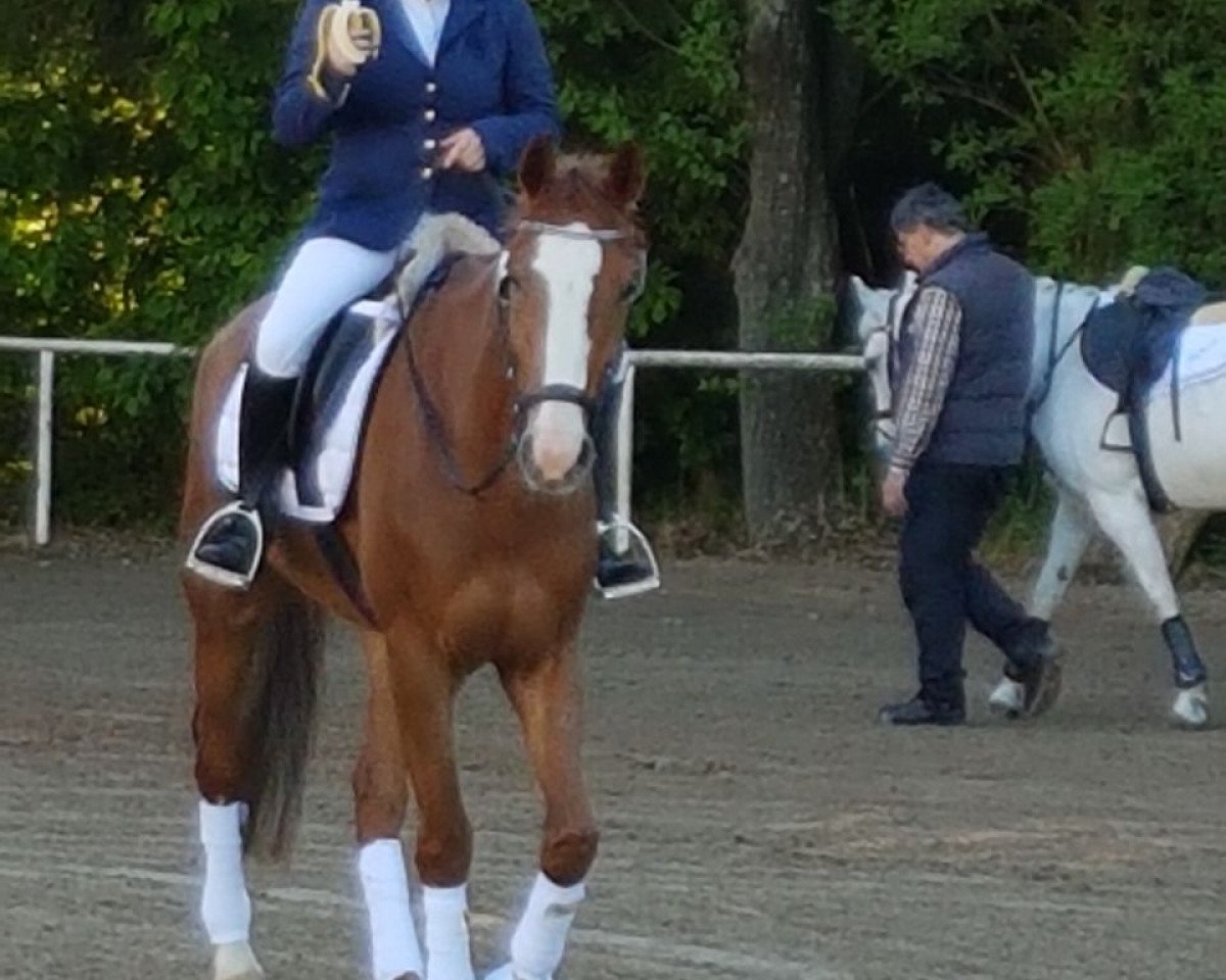 jumper Logarithmus 8 (Hanoverian, 2011, from Light On OLD)
