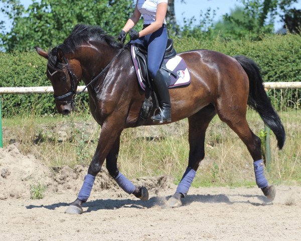 dressage horse Donna (Hessian Warmblood, 2006, from Donatelli II)