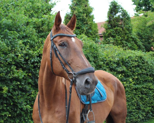 dressage horse Florkano (Westphalian, 1999, from Fleurop)