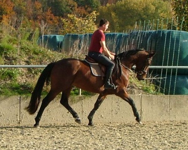dressage horse Denaro (Westphalian, 2010, from De Niro)
