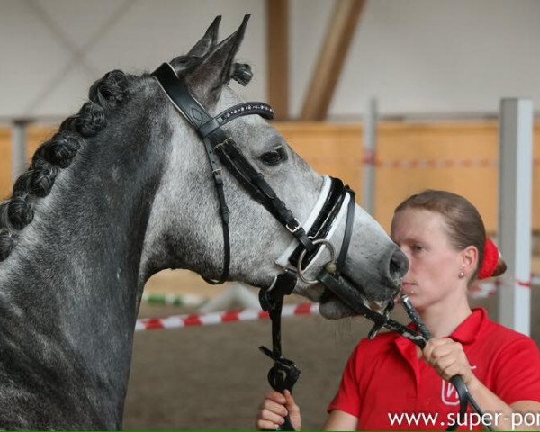 dressage horse Doctor Snuggles 2 (German Riding Pony, 2010, from Dream of Lord)