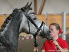 dressage horse Doctor Snuggles 2 (German Riding Pony, 2010, from Dream of Lord)