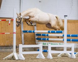 Zuchtstute Doppeltes Glück (Deutsches Reitpony, 2014, von Don Dolino)