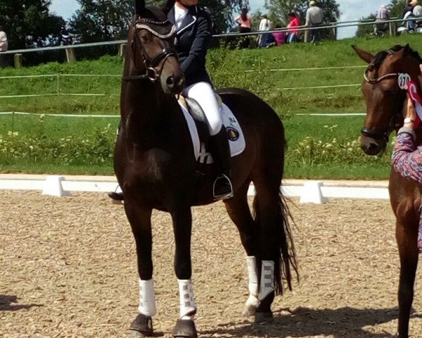 dressage horse Rachmaninov 9 (Oldenburg, 2012, from Rheinklang)