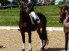 dressage horse Rachmaninov 9 (Oldenburg, 2012, from Rheinklang)