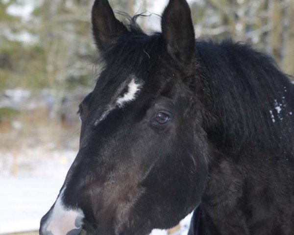 horse Famous 17 (Hanoverian, 1999, from Falkenstern II)