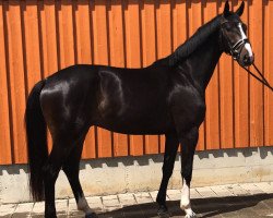 dressage horse Dino (German Sport Horse, 2014, from De Niro)