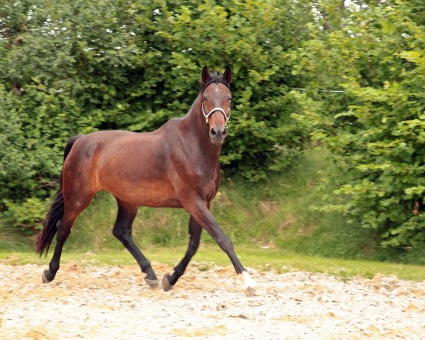 horse Costa Grande (German Sport Horse, 2004, from Corea)