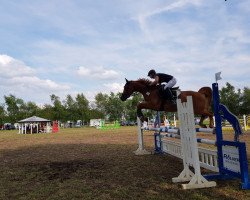 jumper Valentinas very fine (Hanoverian, 2009, from Valentino)