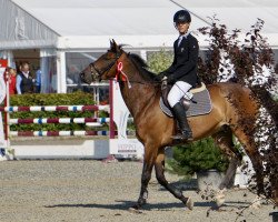 jumper Durante (KWPN (Royal Dutch Sporthorse), 2008, from Ustinov)