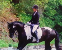 dressage horse Claudius 70 (KWPN (Royal Dutch Sporthorse), 2013)