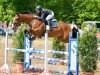 jumper Curiosa 3 (Oldenburg show jumper, 2009, from Champion For Pleasure)