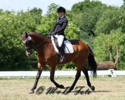 dressage horse Wesna's Symphonie (Hanoverian, 2000, from Wilawander xx)