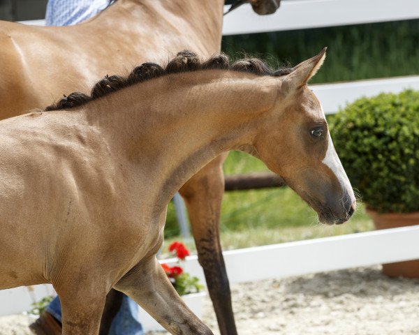 stallion Der Schokobär (German Riding Pony, 2017, from Diamond Touch NRW)