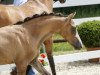 stallion Der Schokobär (German Riding Pony, 2017, from Diamond Touch NRW)