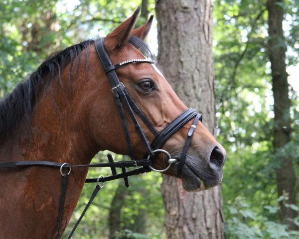 Zuchtstute Verena (Deutsches Reitpony, 2003, von Versace R)