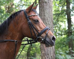 broodmare Verena (German Riding Pony, 2003, from Versace R)