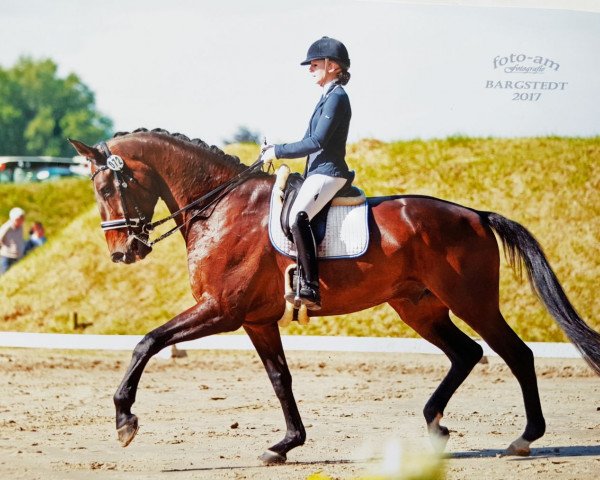 Dressurpferd Barrichello (Koninklijk Warmbloed Paardenstamboek Nederland (KWPN), 2006, von Jazz)