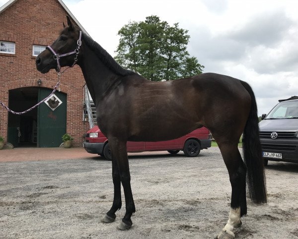 dressage horse Die Lady 22 (Oldenburg, 2013, from Dante Weltino Old)