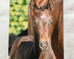 dressage horse Formentiero (Hanoverian, 2016, from Feedback 16)