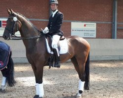 dressage horse Estella 80 (Westphalian, 2007, from Ehrentanz I)