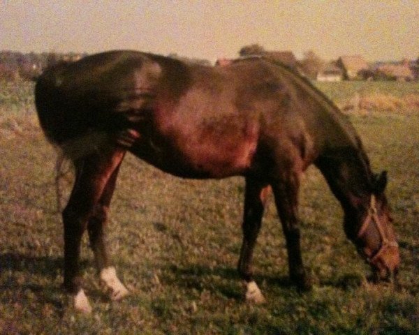 Zuchtstute Karien (KWPN (Niederländisches Warmblut), 1992, von Amulet)