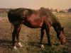 broodmare Karien (KWPN (Royal Dutch Sporthorse), 1992, from Amulet)