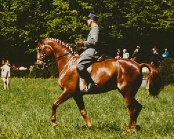 horse Wolfdietrich (Swedish Warmblood, 1951, from Daladier xx)