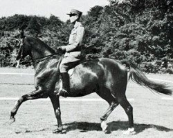 horse Woermann (Swedish Warmblood, 1951, from Dianthus)