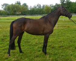 broodmare FRH Butts Leonesse (Hanoverian, 2002, from Heraldik xx)