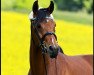 dressage horse Dancing Queen (Hanoverian, 2010, from Dancier)