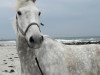 jumper Sham Godolphin (German Sport Horse, 2011)