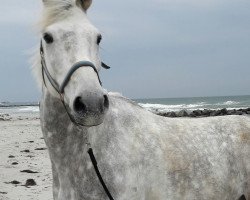 Springpferd Sham Godolphin (Deutsches Sportpferd, 2011)