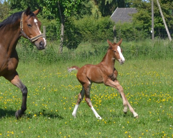 Springpferd Diamant`s Springpower MB (Westfale, 2017, von Diamant de Quidam - H OLD)