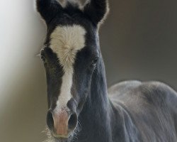 Springpferd Carl Der Kleine Hs (Hannoveraner, 2016, von Cornets Iberio)