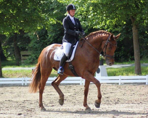 dressage horse Vintango (Westphalian, 2012, from Vitalis)
