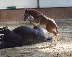 Pferd LKS Mein bester Freund (Deutsches Reitpony, 2017, von FS Mr. Right)