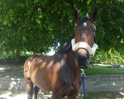 dressage horse Püppi 206 (unknown, 2009)