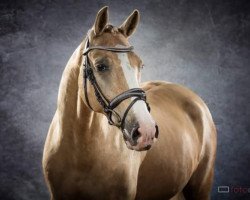 Dressurpferd Golden Sunshine 19 (Deutsches Reitpony, 2005, von FS Golden Highlight)