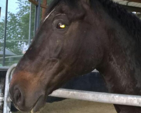 dressage horse Ruby Cool (Hanoverian, 2001, from Rotspon)