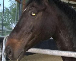 dressage horse Ruby Cool (Hanoverian, 2001, from Rotspon)